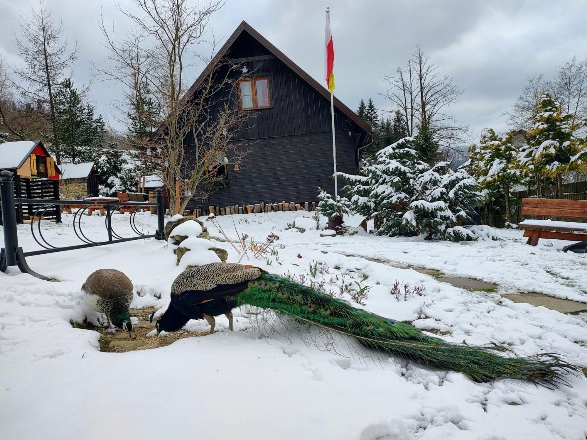 Beskidzka Ostoja Koszarawa Extérieur photo