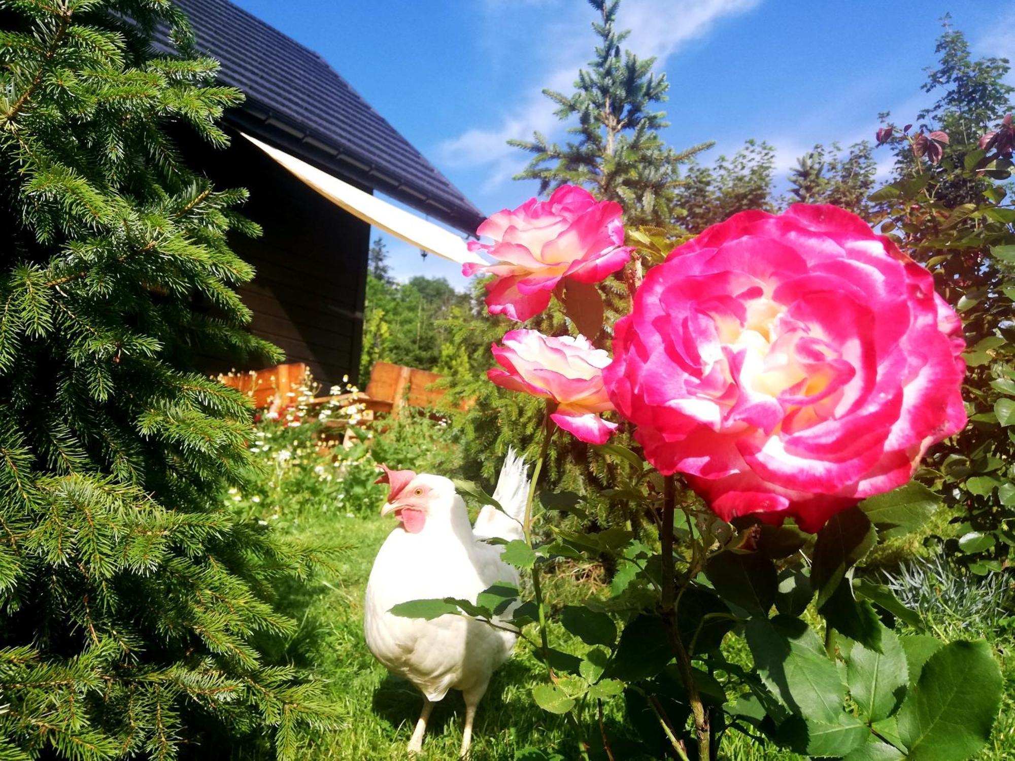 Beskidzka Ostoja Koszarawa Chambre photo